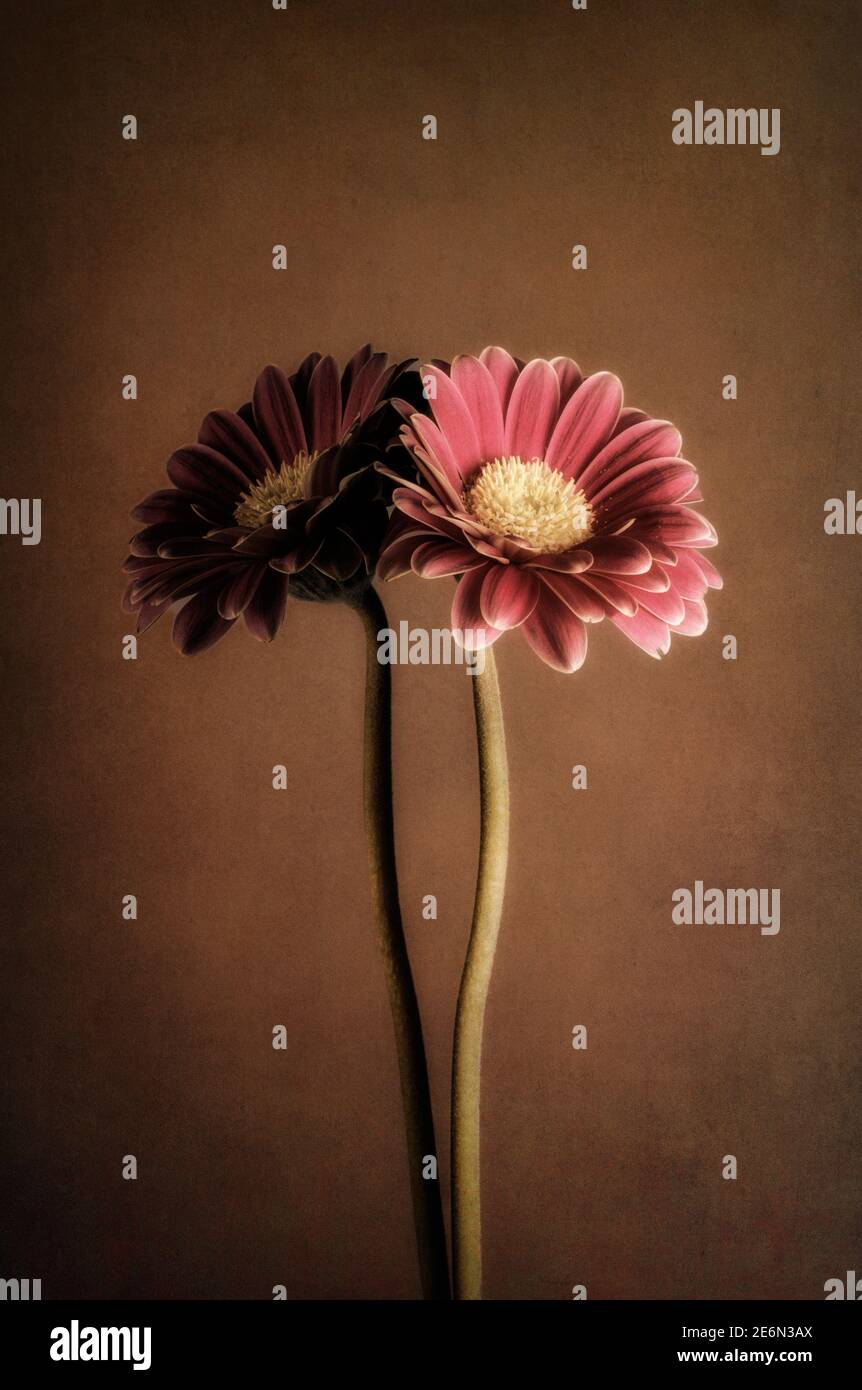 Gerbera rossa con overlay a riflessione e texture Foto Stock
