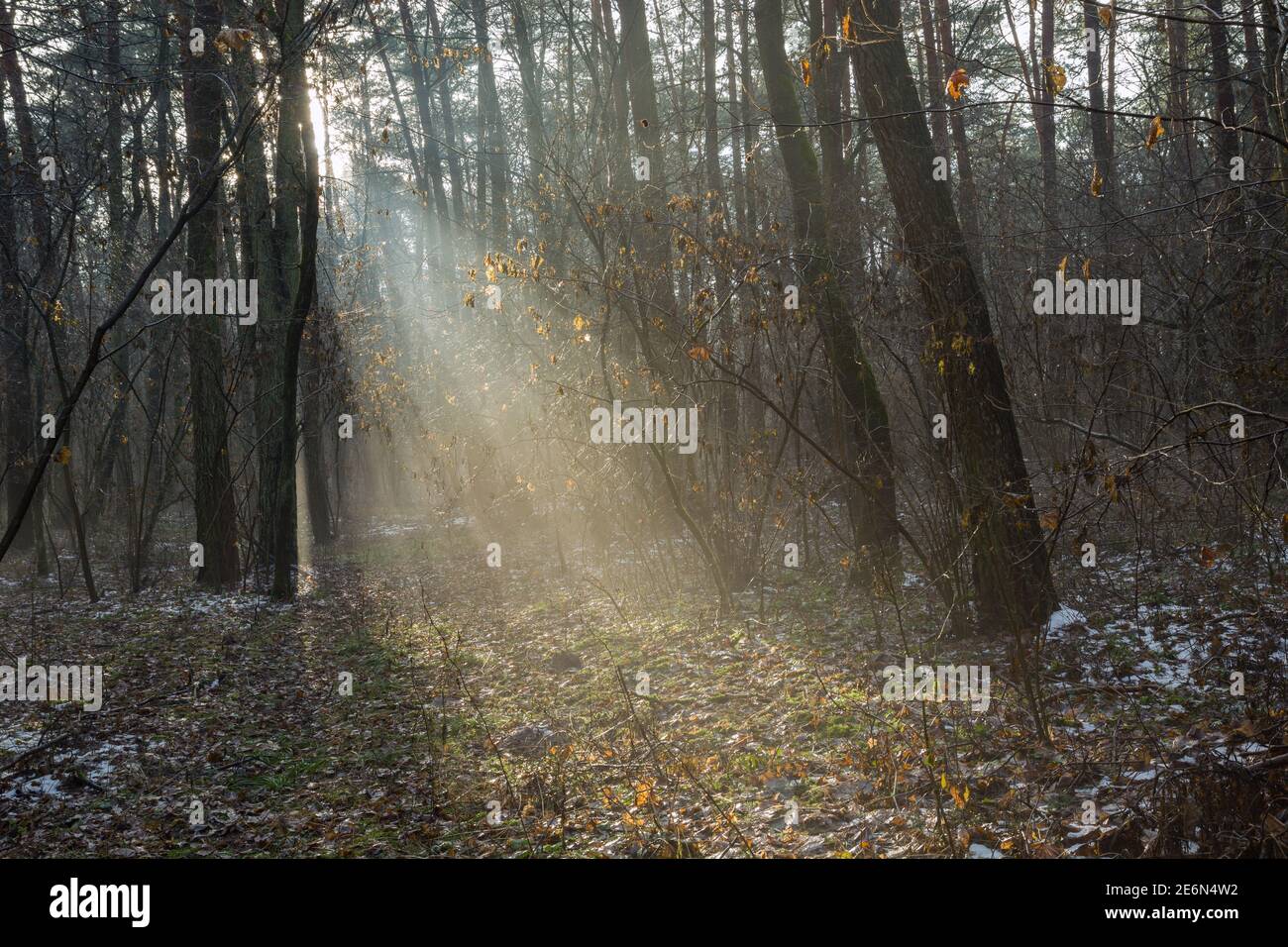 Luce del sole nella foresta nebbiosa e gli alberi bagnati Foto Stock