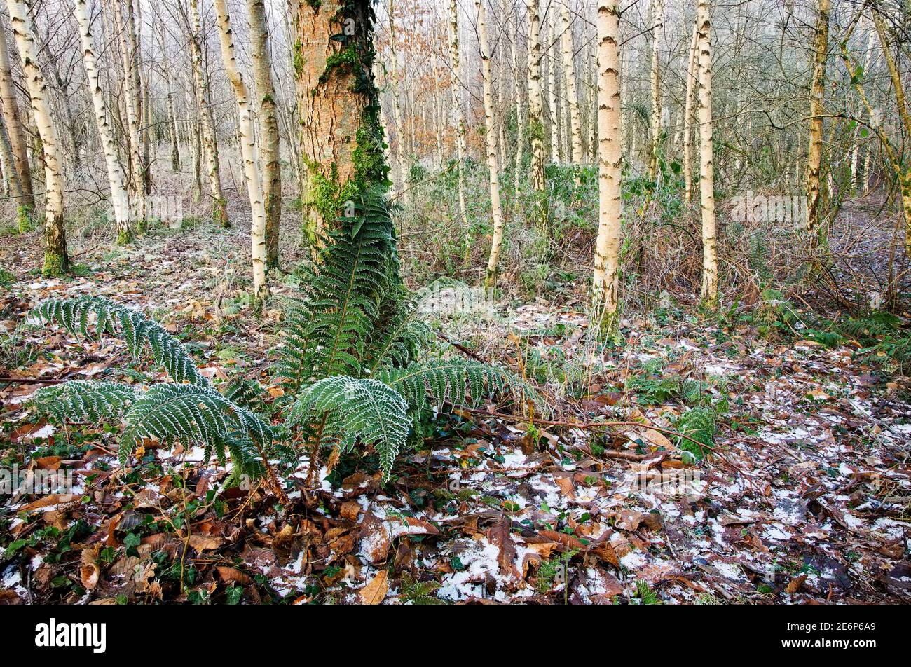 Alberi di betulla in inverno, Regno Unito Foto Stock