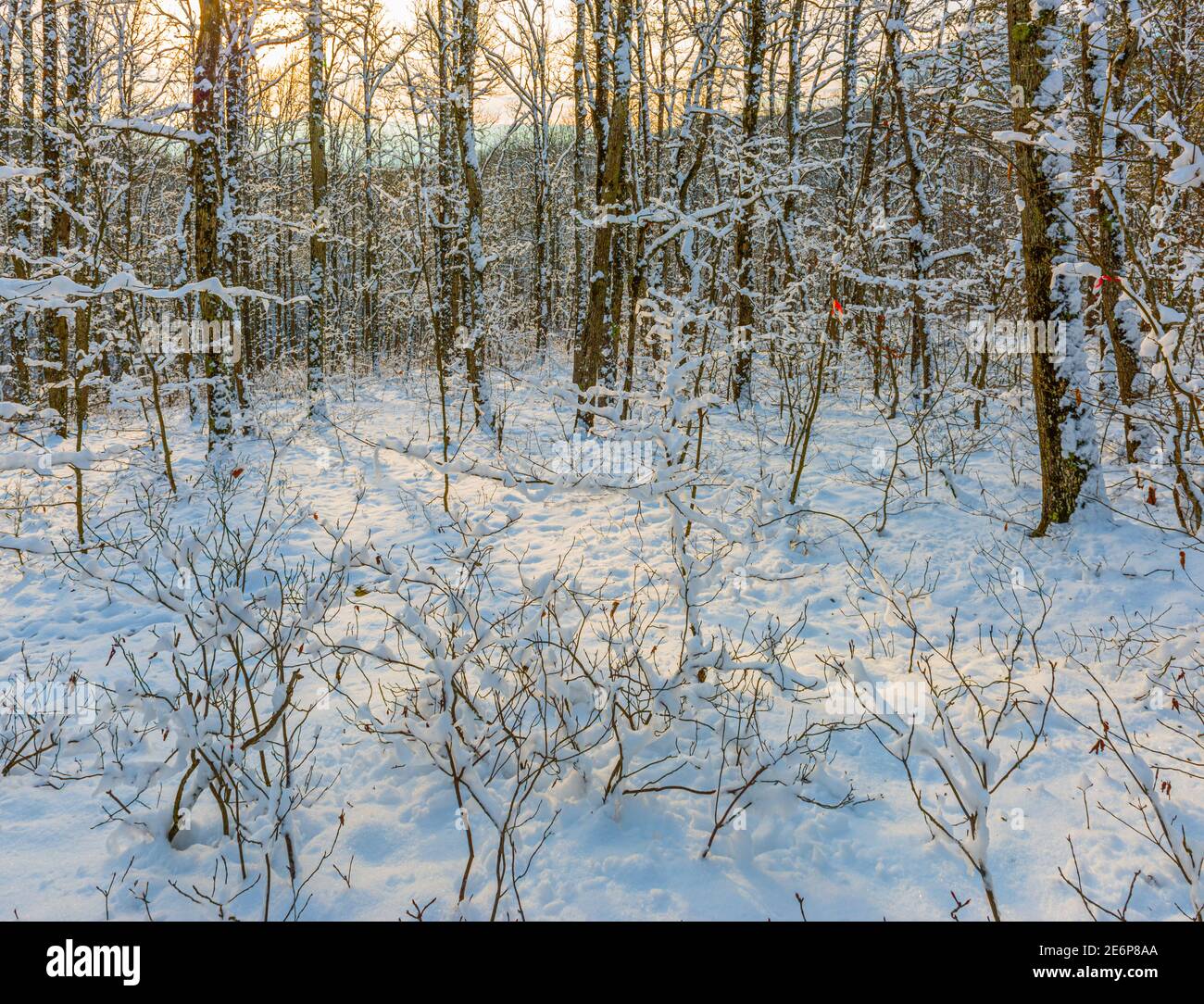 Una radura sopravfatta con arbusti e alberi giovani in un foresta invernale Foto Stock