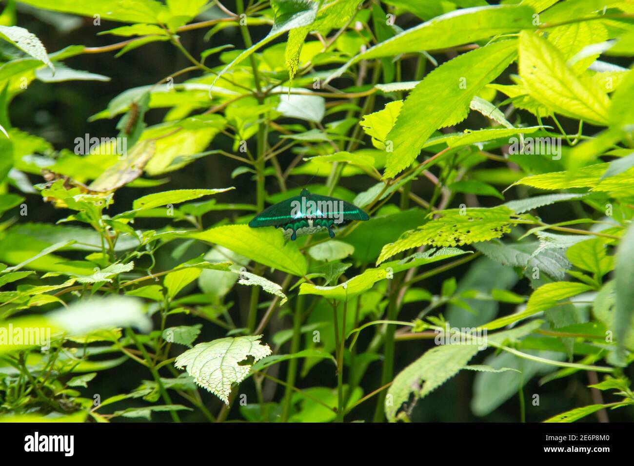 una farfalla blu al neon che perching sulle foglie verdi fresche. un animale alato che ha un bel colore Foto Stock
