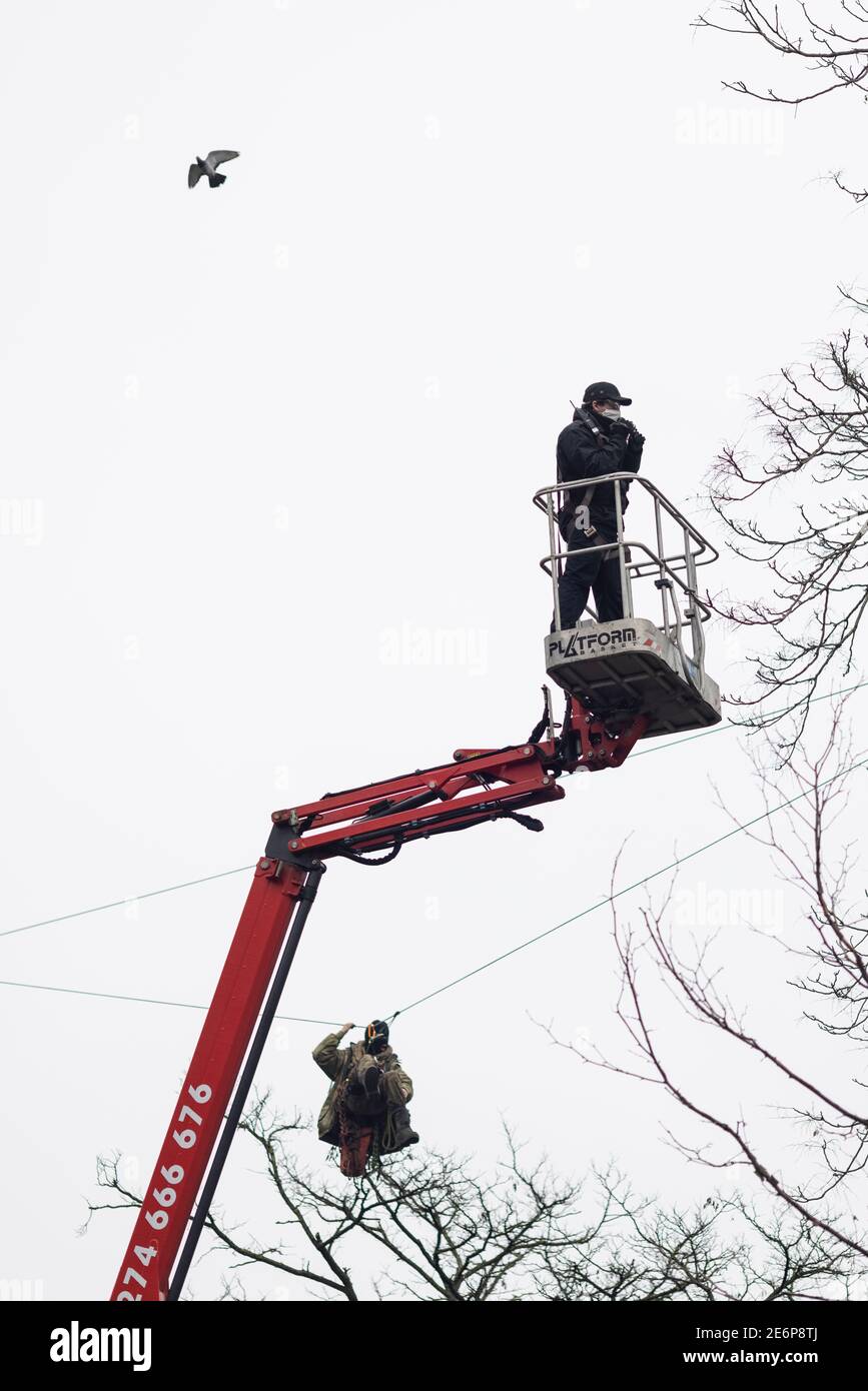 Sfratto di manifestanti Stop HS2 dal campeggio a Euston Square Gardens, Londra, 27 gennaio 2021. Vista del picker di ciliegia con protester appeso al rop Foto Stock