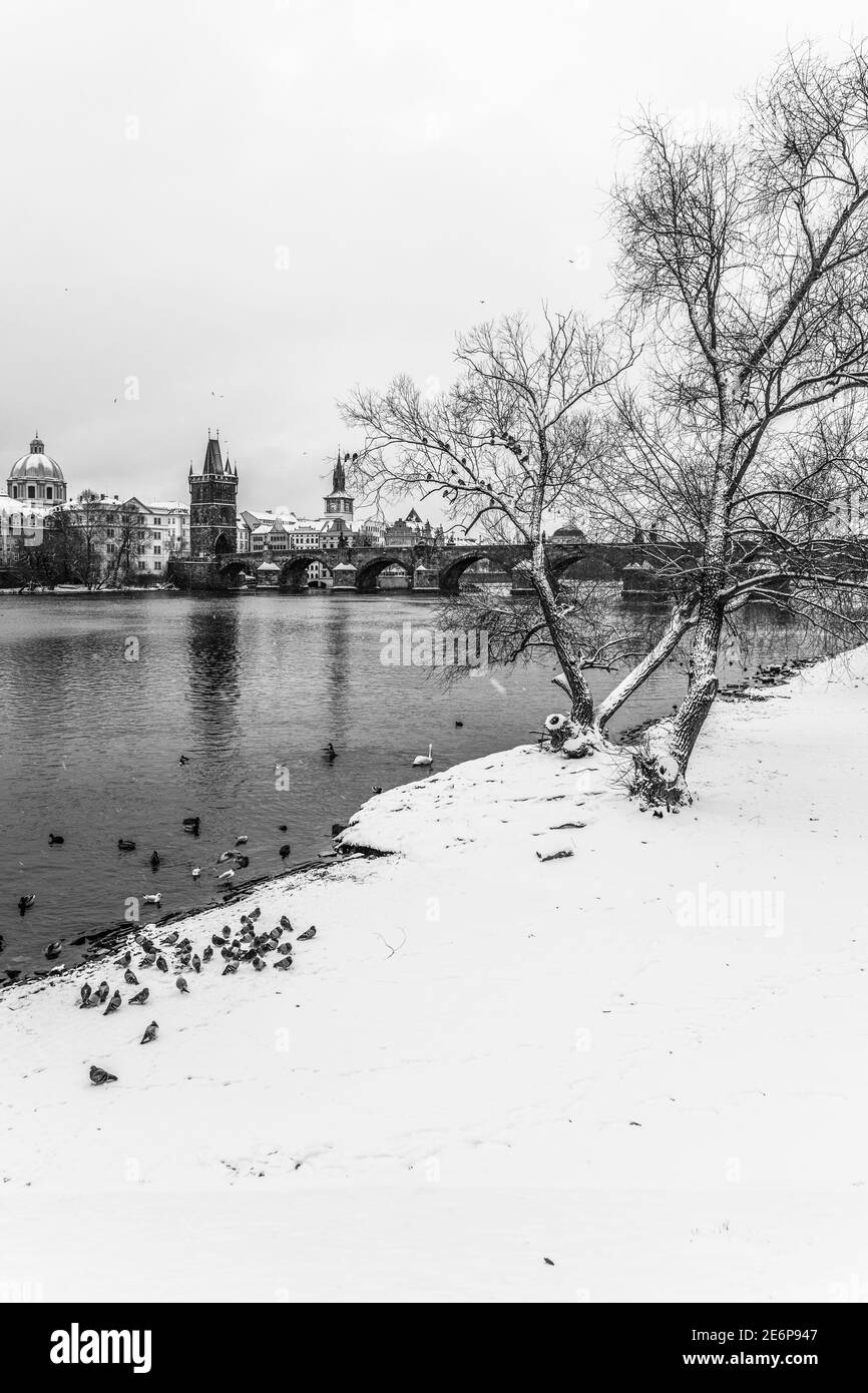 Ponte Carlo e fiume Moldava in inverno. Anatre in acqua fredda. Praga, Repubblica Ceca. Immagine in bianco e nero. Immagine in bianco e nero. Foto Stock