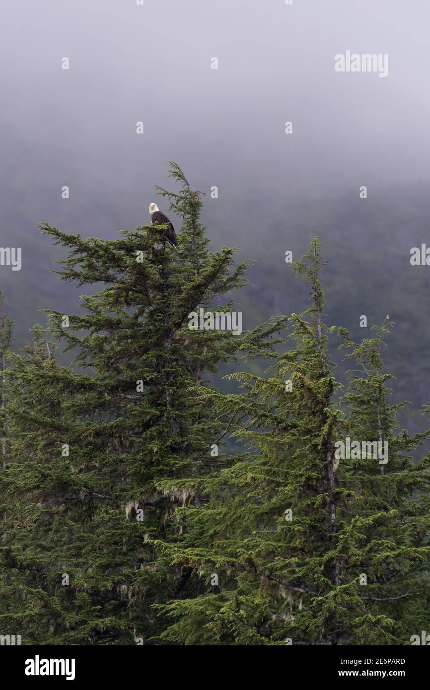 Un'aquila calva (Haliaeetus leucocefalo) arroccata in un albero sempreverde in estate in Alaska, Stati Uniti. Foto Stock