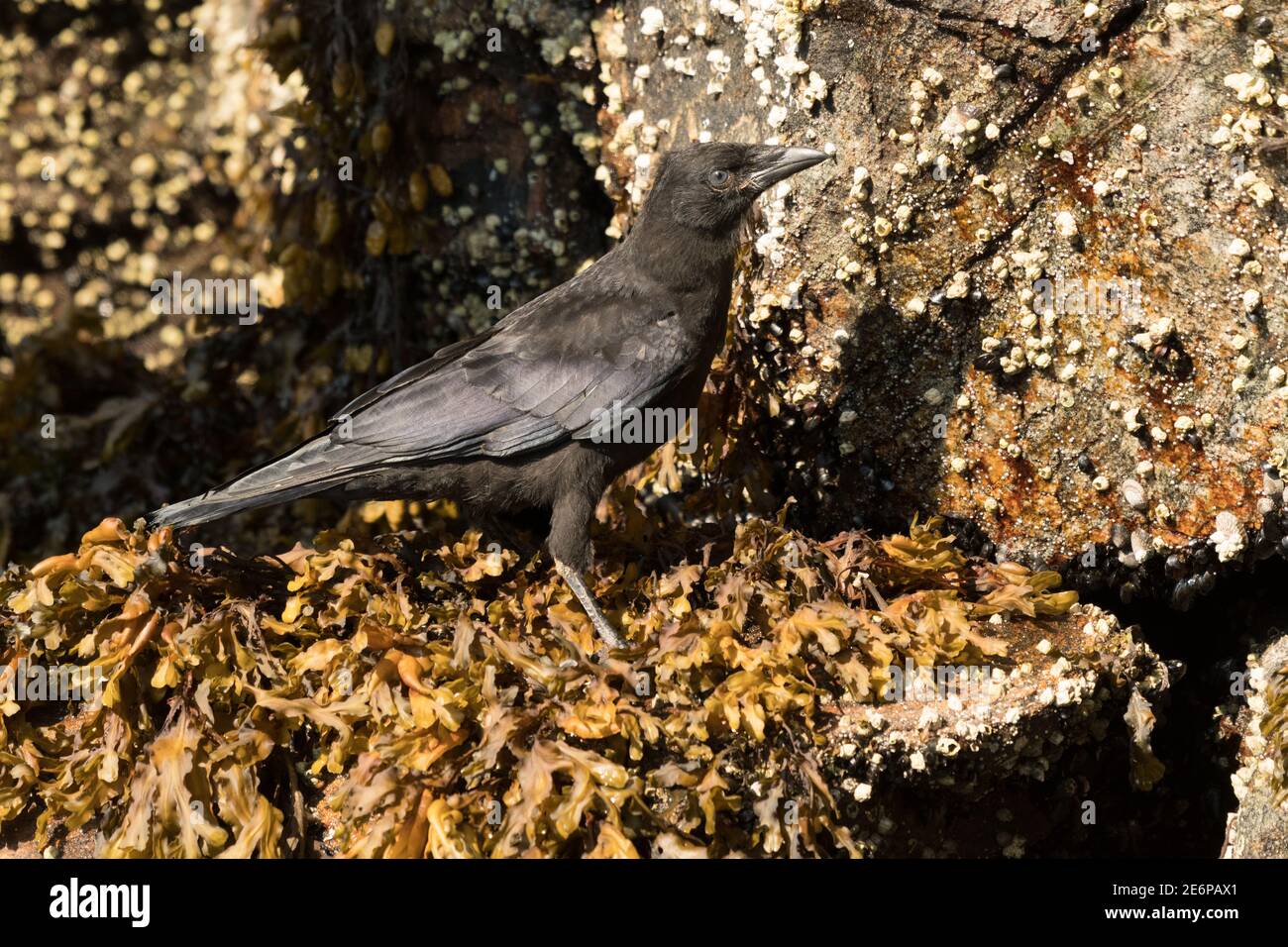 Un ritratto ravvicinato di un corvo americano (Corvus brachyrhynchos) in piedi sulle alghe sulle rocce in Alaska, Stati Uniti. Foto Stock