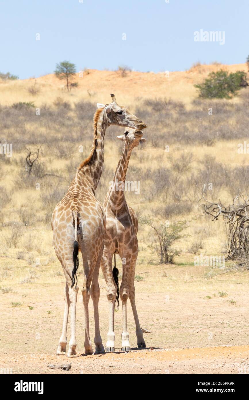 Capo o Giraffe sudafricano (Giraffa camelopardalis giraffa) saluto femminile e di vitello, Kgalagadi Tranfrontiera Park, Kalahari, Capo Nord, Sud Foto Stock