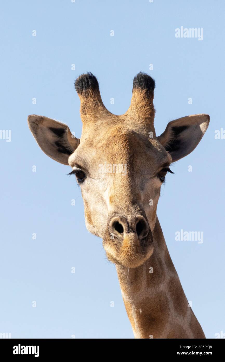 Capo o Giraffe sudafricano (Giraffa camelopardalis giraffa) primo piano, Kgalagadi TransFrontier Park, Kalahari, Capo del Nord, Sud Africa Foto Stock