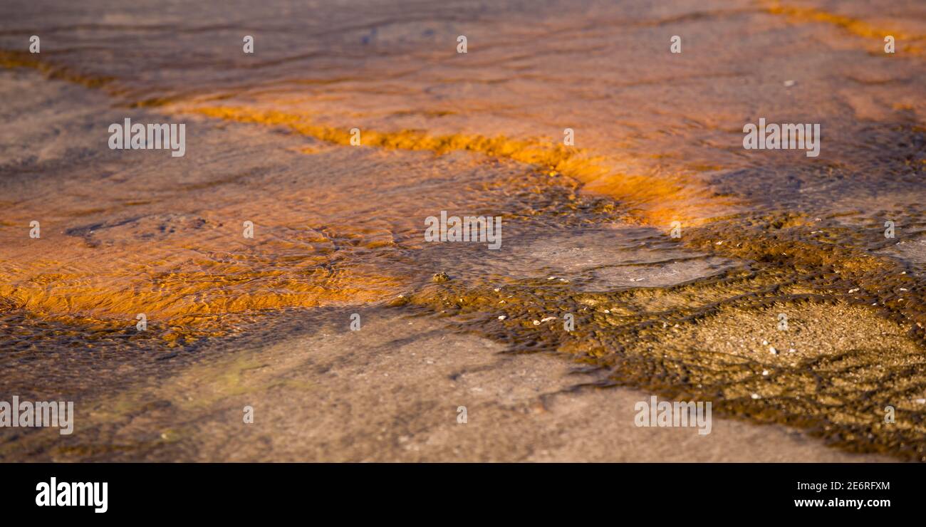 I microrganismi amanti del calore prosperano nelle sorgenti termali e in altre caratteristiche idrotermali nell'ambiente vulcanico attivo del Parco Nazionale di Yellowstone. Foto Stock