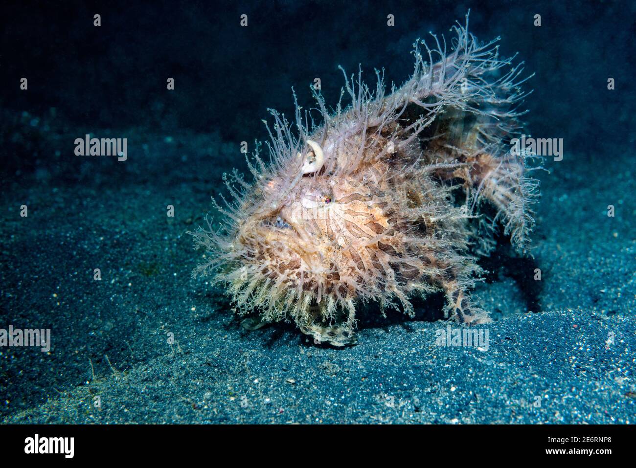 Con striping o rana pescatrice pelose [Antennarius striatus]. Lembeh strait, Nord Sulawesi, Indonesia. Foto Stock