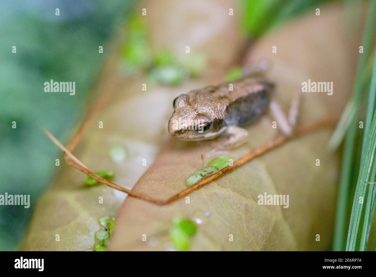 froglet comune [Rana temporaria] recentemente metamorfosi da un tadpole. 15 - 20 mm. Londra, Regno Unito Foto Stock