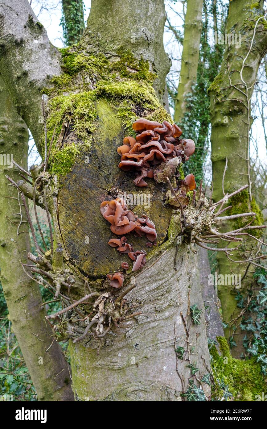 Auricularia auricula-judae, conosciuto come l'orecchio dell'ebreo, l'orecchio del legno o il fungo dell'orecchio della gelatina, o funghi, che crescono su un tronco dell'albero, Inghilterra, Regno Unito Foto Stock