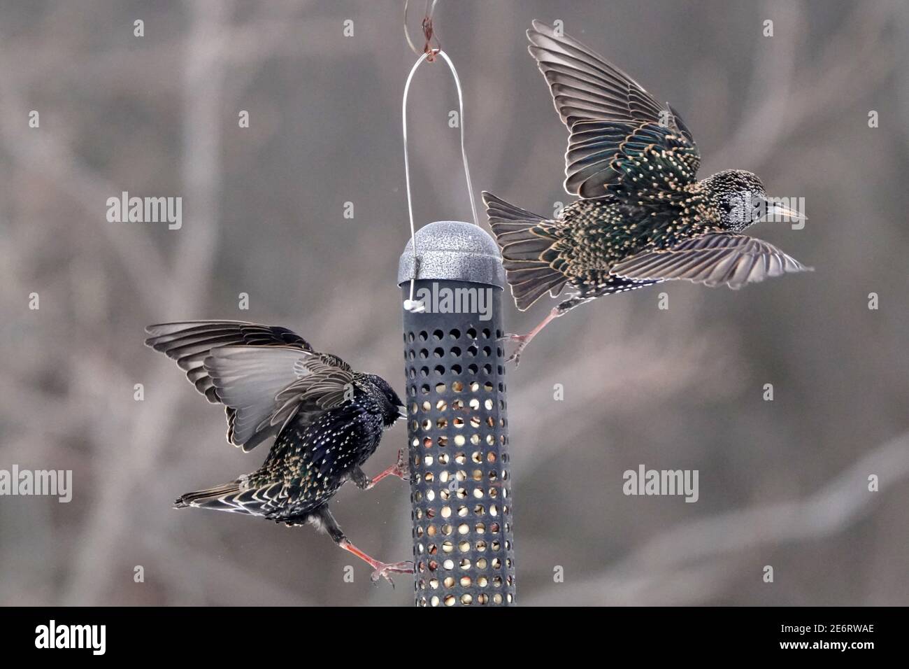 Starlings che combattono a mezz'aria intorno a birdfeeder Foto Stock