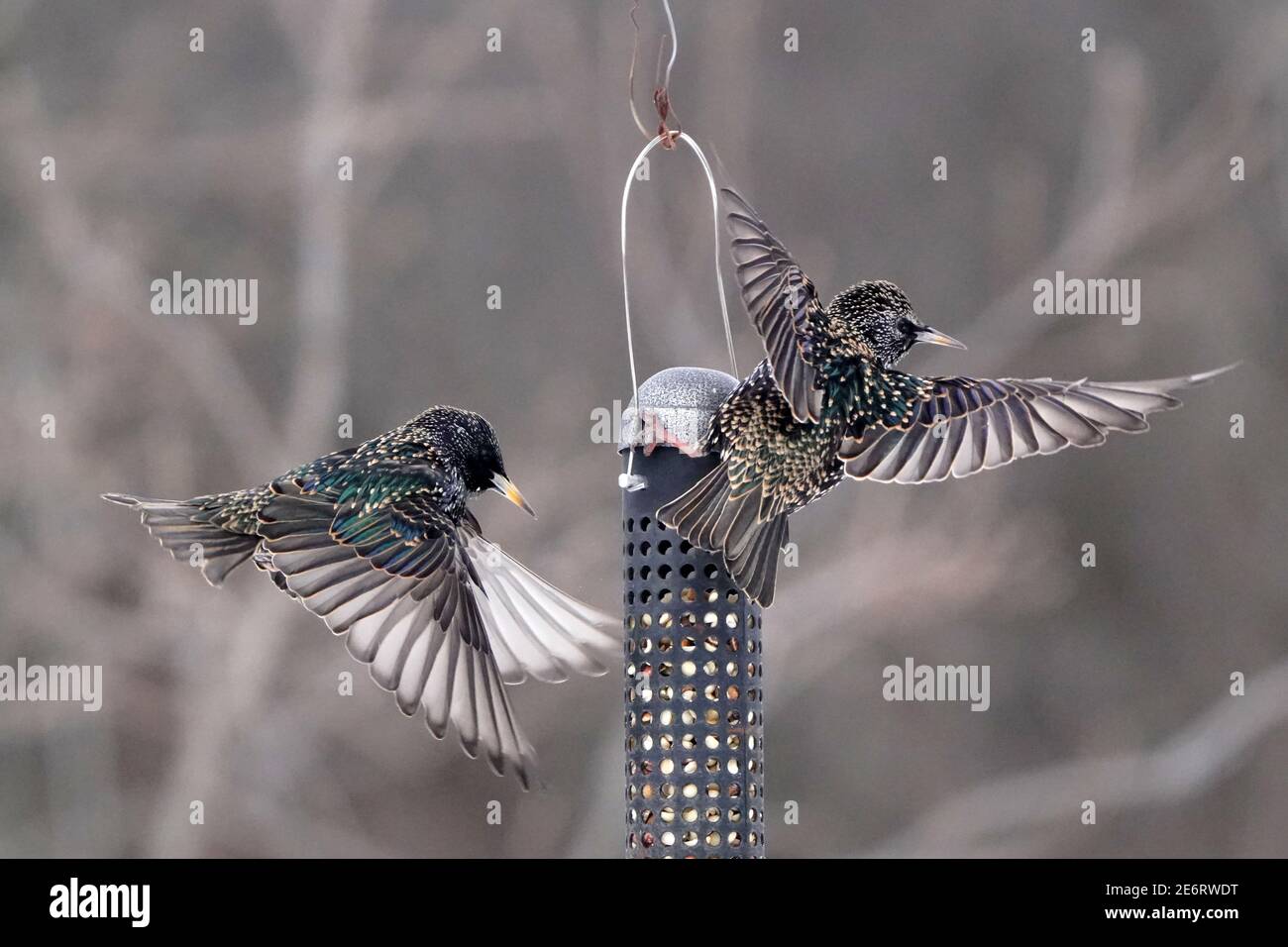 Starlings che combattono a mezz'aria intorno a birdfeeder Foto Stock