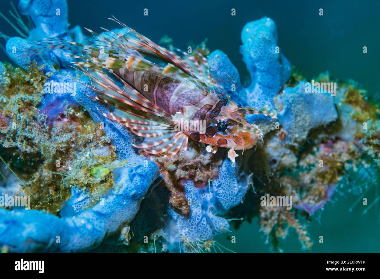 Pesce leone zebra [Dendrochirus zebra] appollaiato su una spugna. Lembeh Strait, Sulawesi del Nord, Indonesia. Foto Stock
