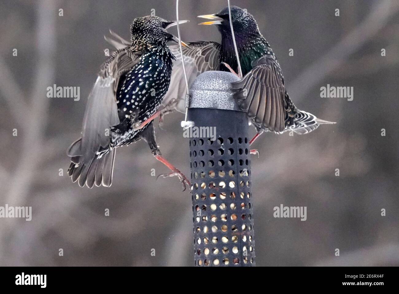 Starlings che combattono a mezz'aria intorno a birdfeeder Foto Stock