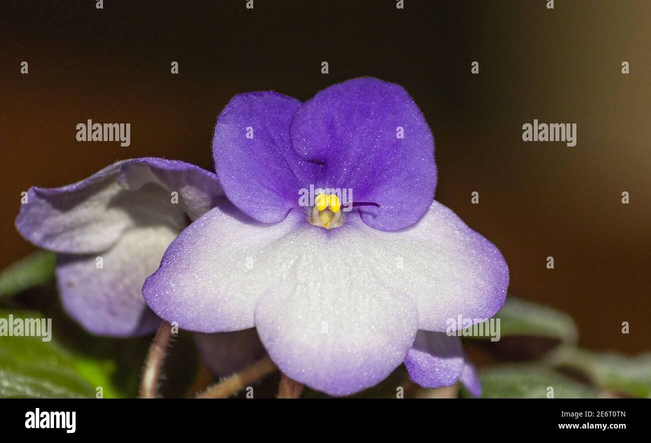 Violette africane Foto Stock