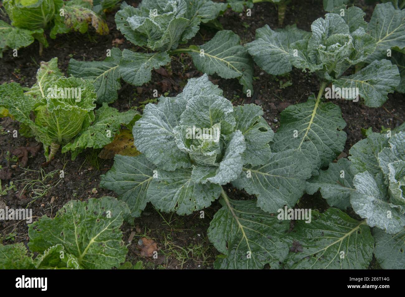 Gelo su un Crop di Home coltivato biologico inverno Savoia Piante di cavolo (Brassica oleracea 'Tundra') Crescere su un'assegnazione in un giardino di verdure in Devon Foto Stock
