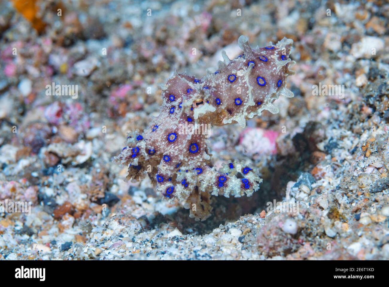 Polpo ad anello blu [Hapalochlaena sp.] Lembeh Strait, Sulawesi del Nord, Indonesia. Foto Stock