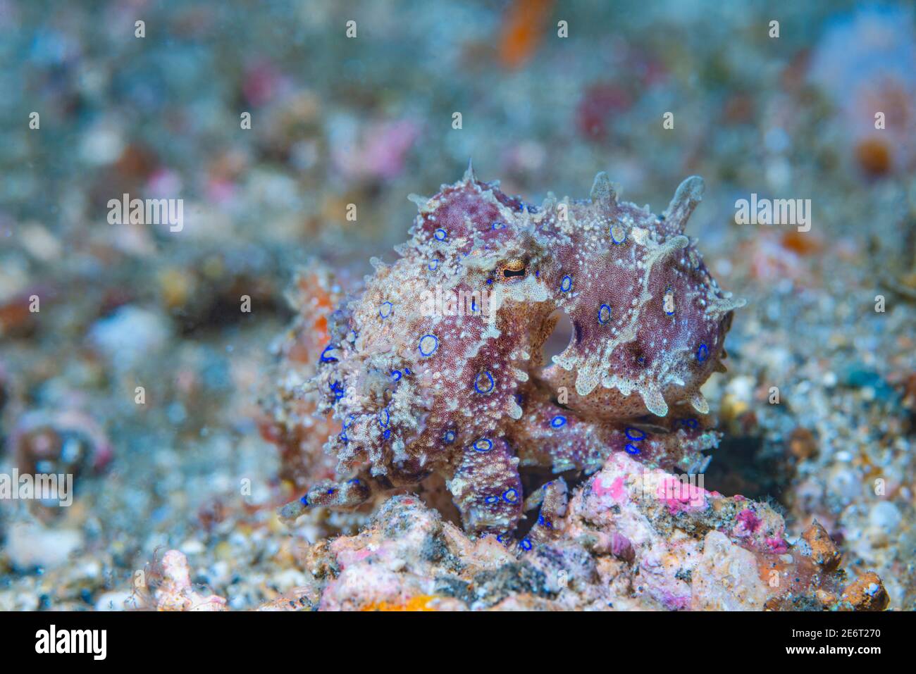 Polpo ad anello blu [Hapalochlaena sp.] Lembeh Strait, Sulawesi del Nord, Indonesia. Foto Stock