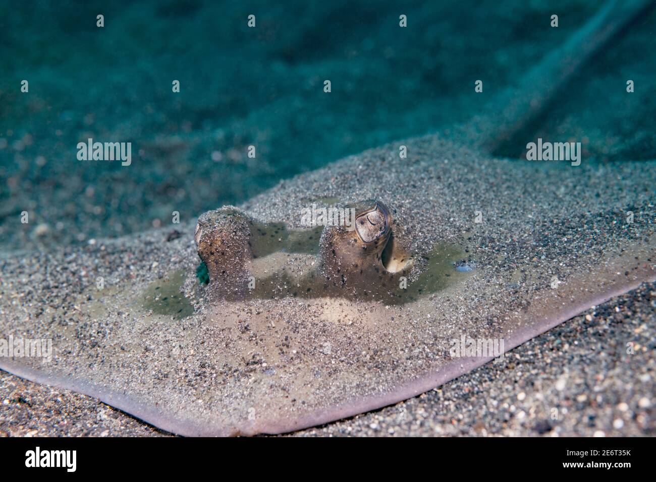 Stingray a macchia blu [Neotrygon kuhklii]. Lembeh Strait, Sulawesi del Nord, Indonesia. Foto Stock