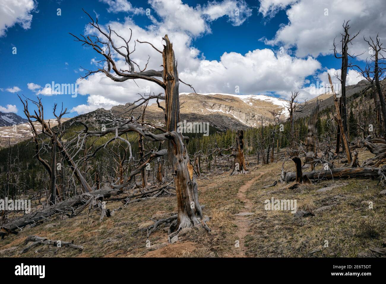 Paesaggio dopo un fuoco di foresta in Colorado Foto Stock