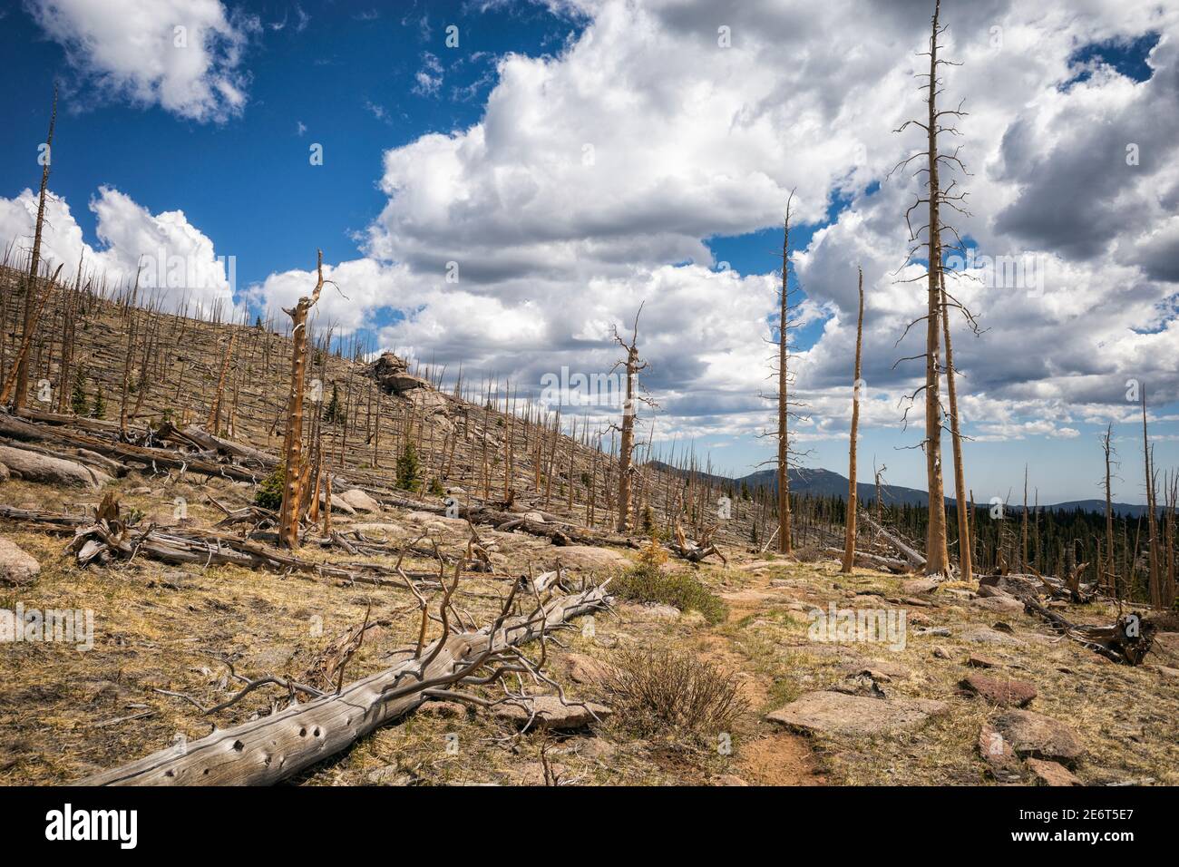 Paesaggio dopo un fuoco di foresta in Colorado Foto Stock