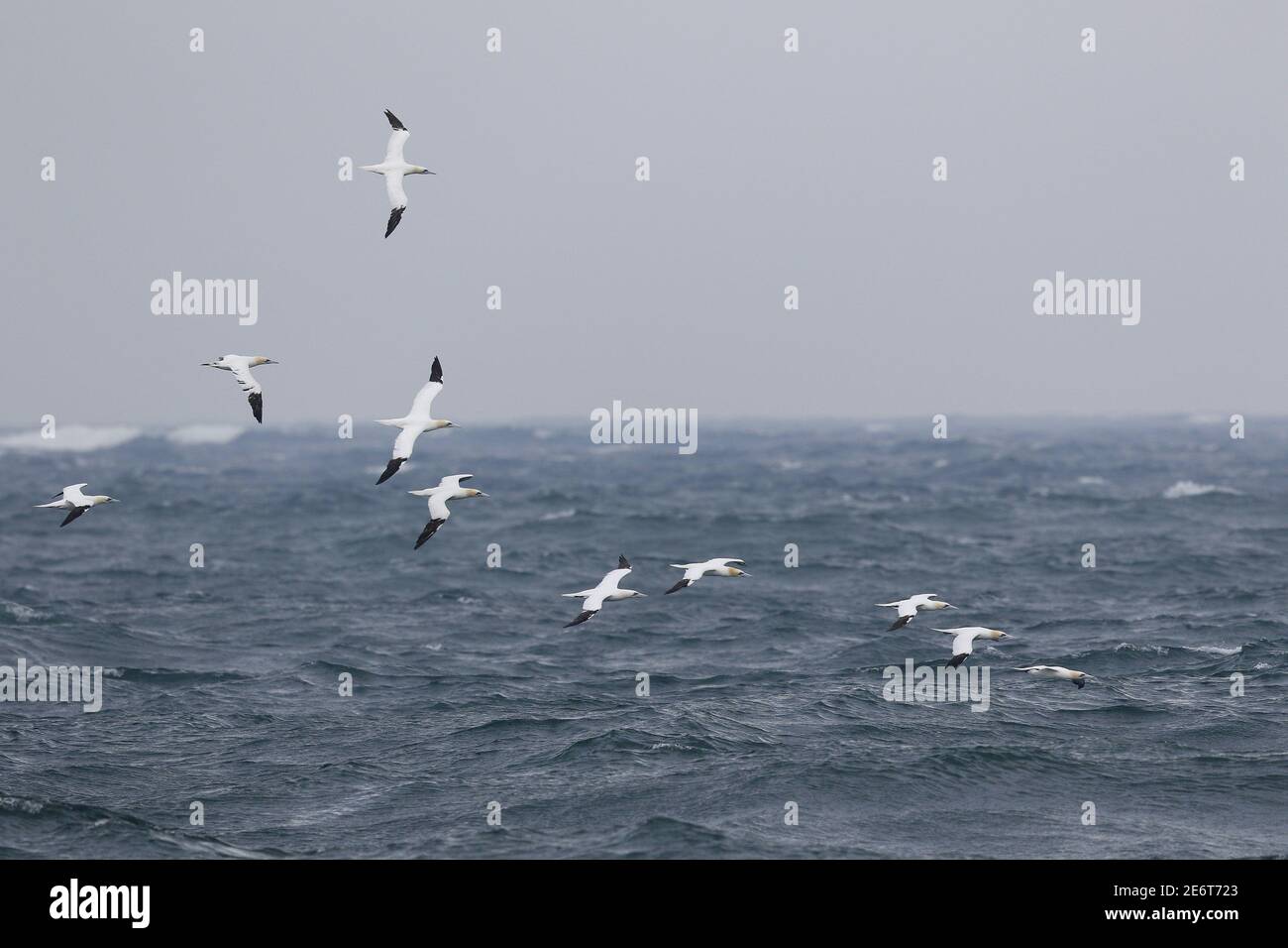 Gannet settentrionale, Morus fagana, si affollano in volo sul mare Foto Stock