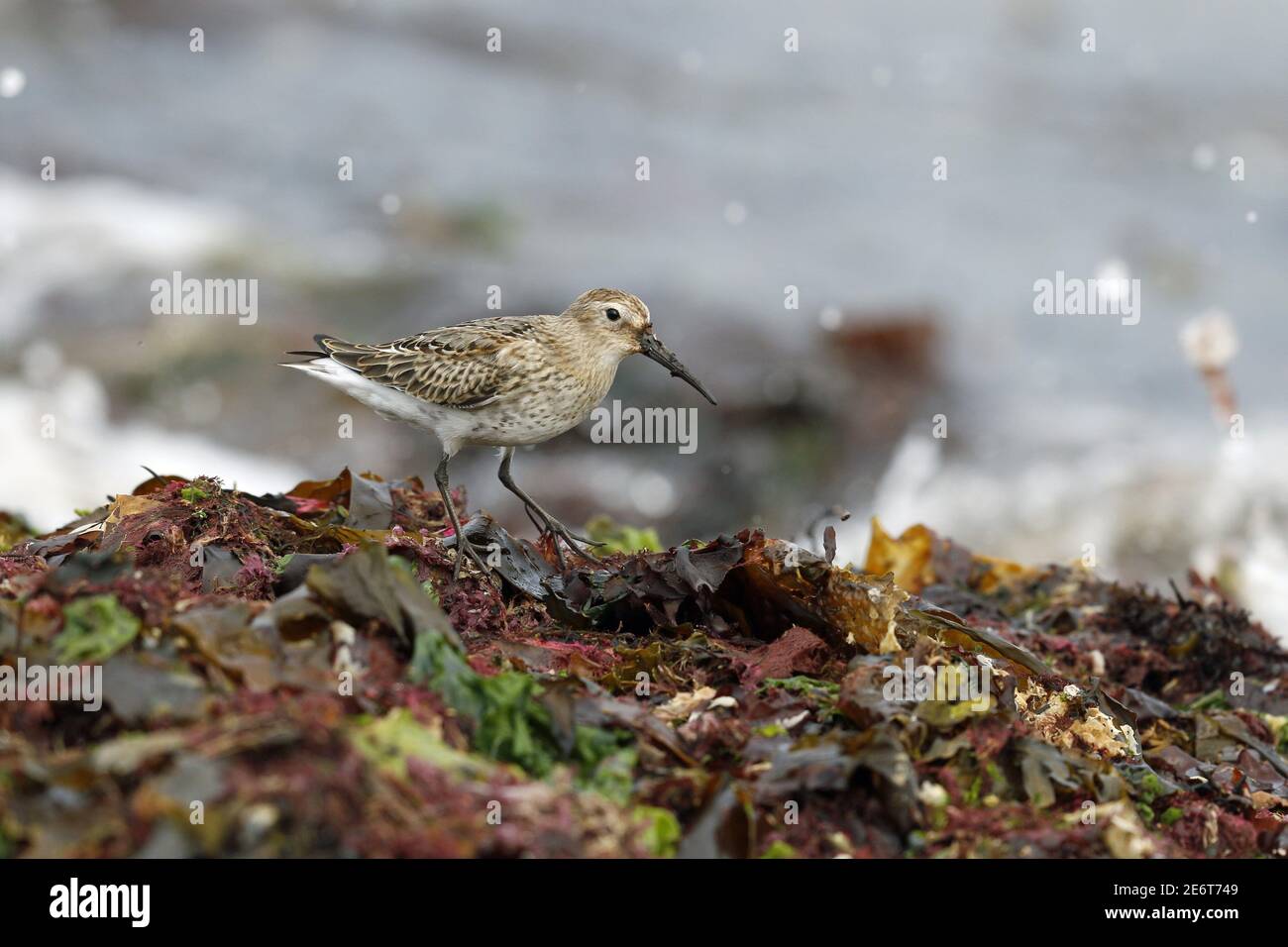 Post allevamento Dunlin, Calidris alpina, nutrimento sul litorale Foto Stock