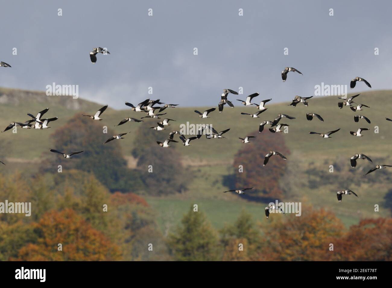 Northern Lapwings, Vanellus vanellus, in volo Foto Stock