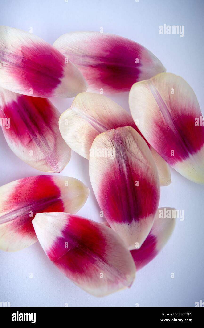 Macro shot di petali da un tulipano Foto Stock