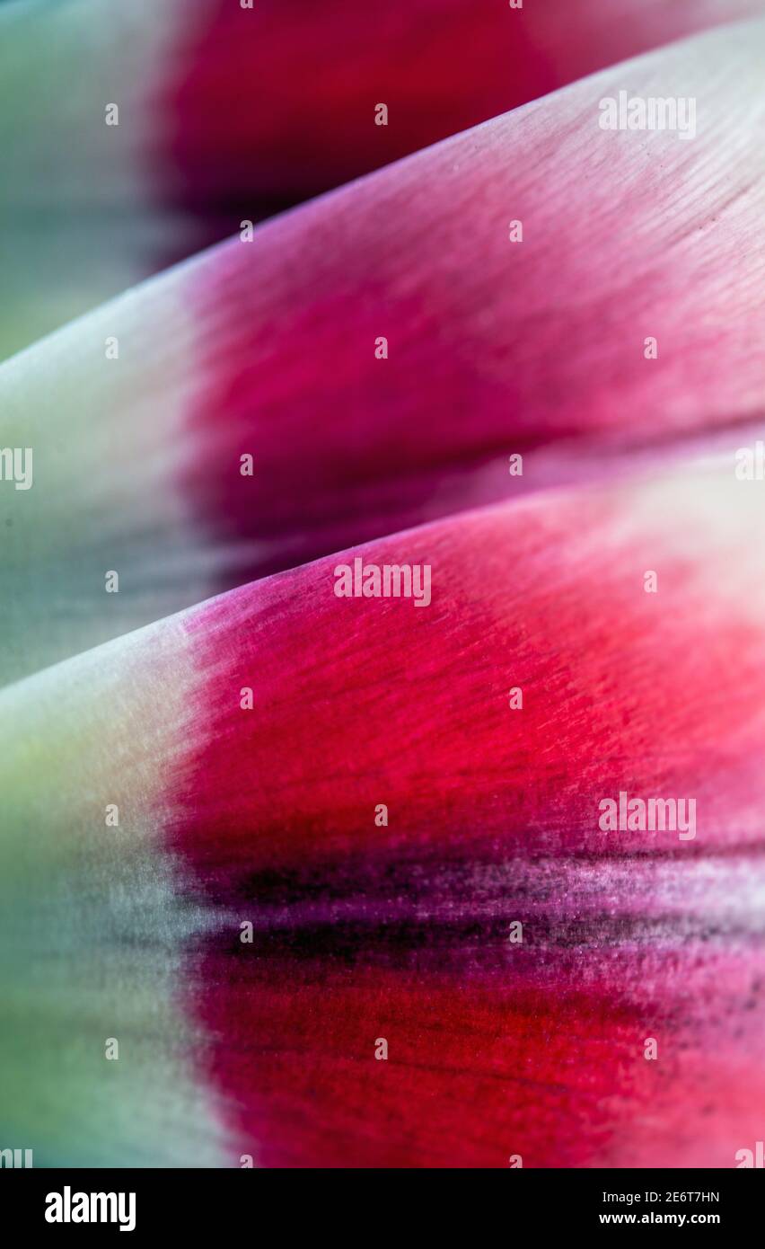 Macro shot di petali da un tulipano Foto Stock