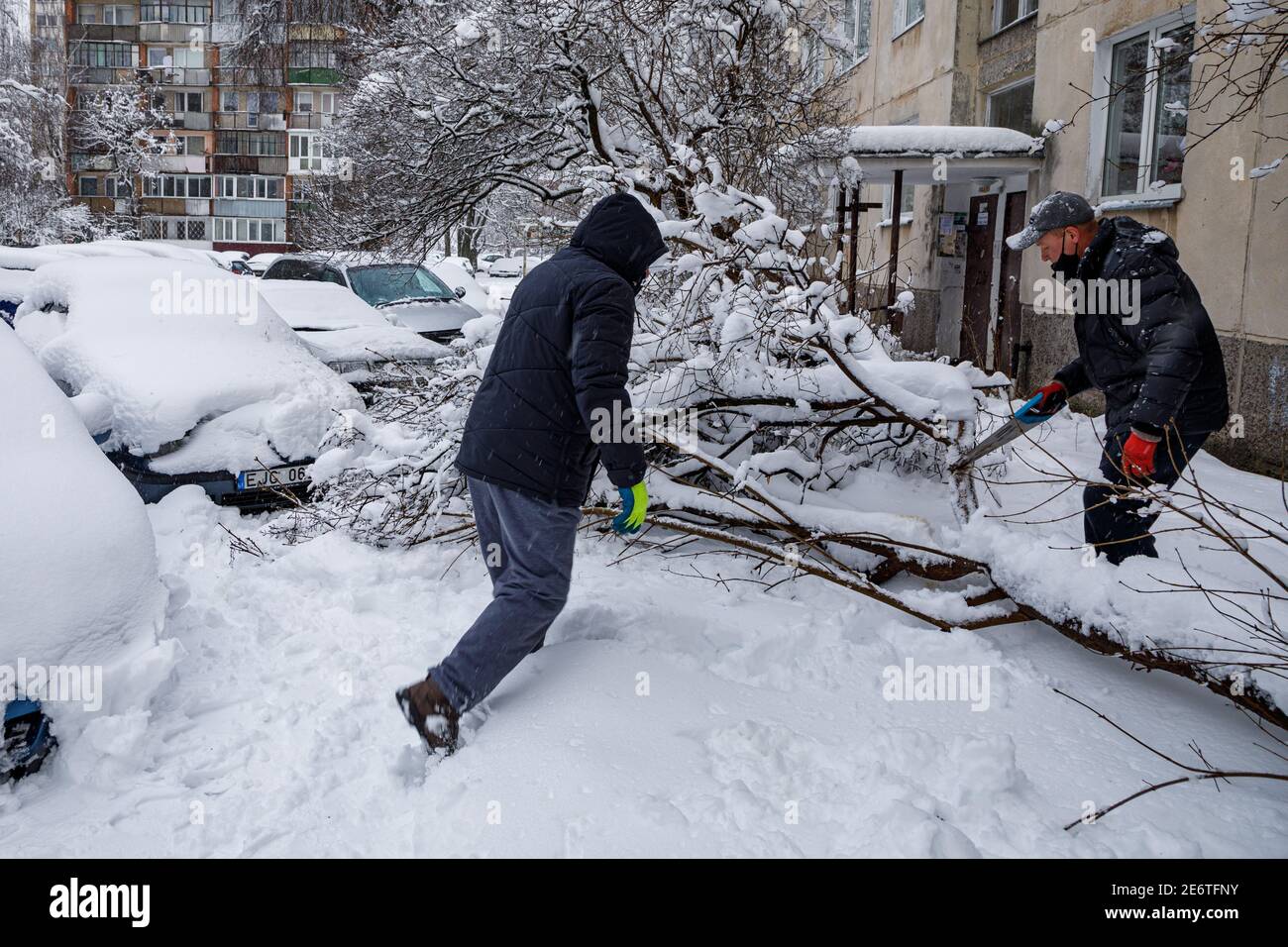 Vilnius, Lituania, 28 gennaio 2021. Un uomo rimuove un albero caduto dopo una tempesta di neve con una sega a mano Foto Stock