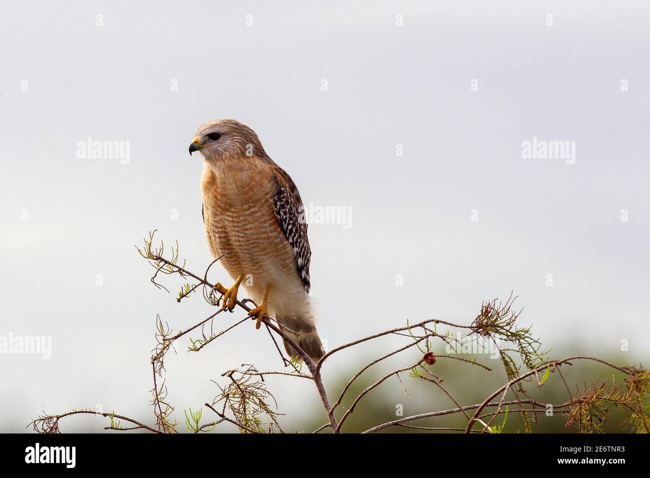 Hawk a spalla rossa nel Parco Nazionale delle Everglades vicino a Homestead Florida. Buteo lineatus Foto Stock