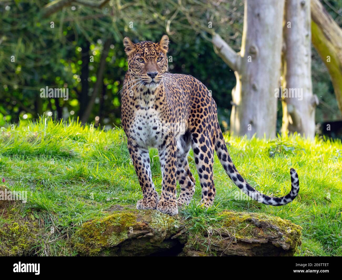 Sri Lanka leopardo Panthera pardus kotiya. Foto Stock