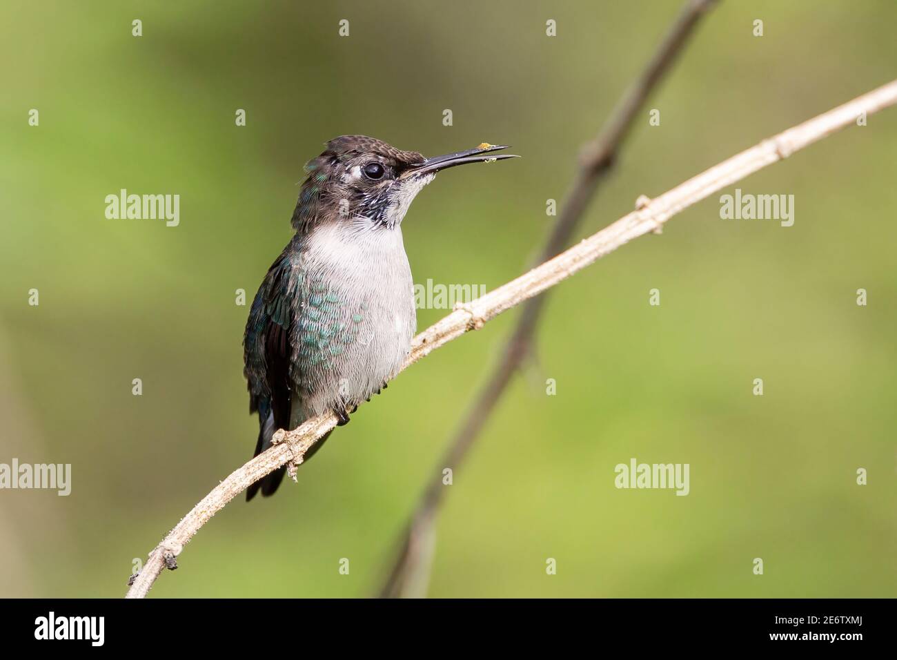 Colibrì d'ape, Melissuga helenae, l'uccello più piccolo del mondo, maschio adulto selvatico arroccato su fusto d'erba, Zapata, Cuba Foto Stock