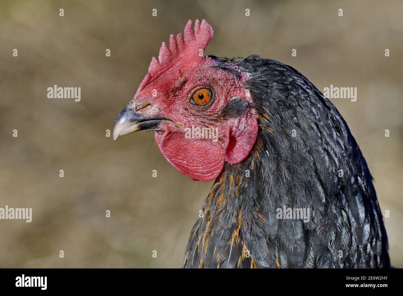Francia, Doubs, galline, testa, cresta Foto Stock