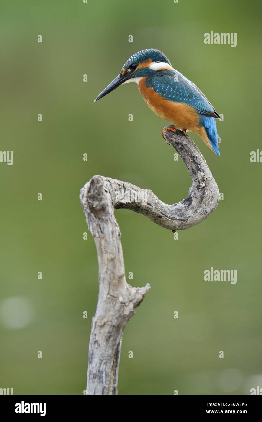 Francia, Doubs, uccello, animale selvatico, Coraciiforme, Martin pescatore europeo (Alcedo atthis) Foto Stock