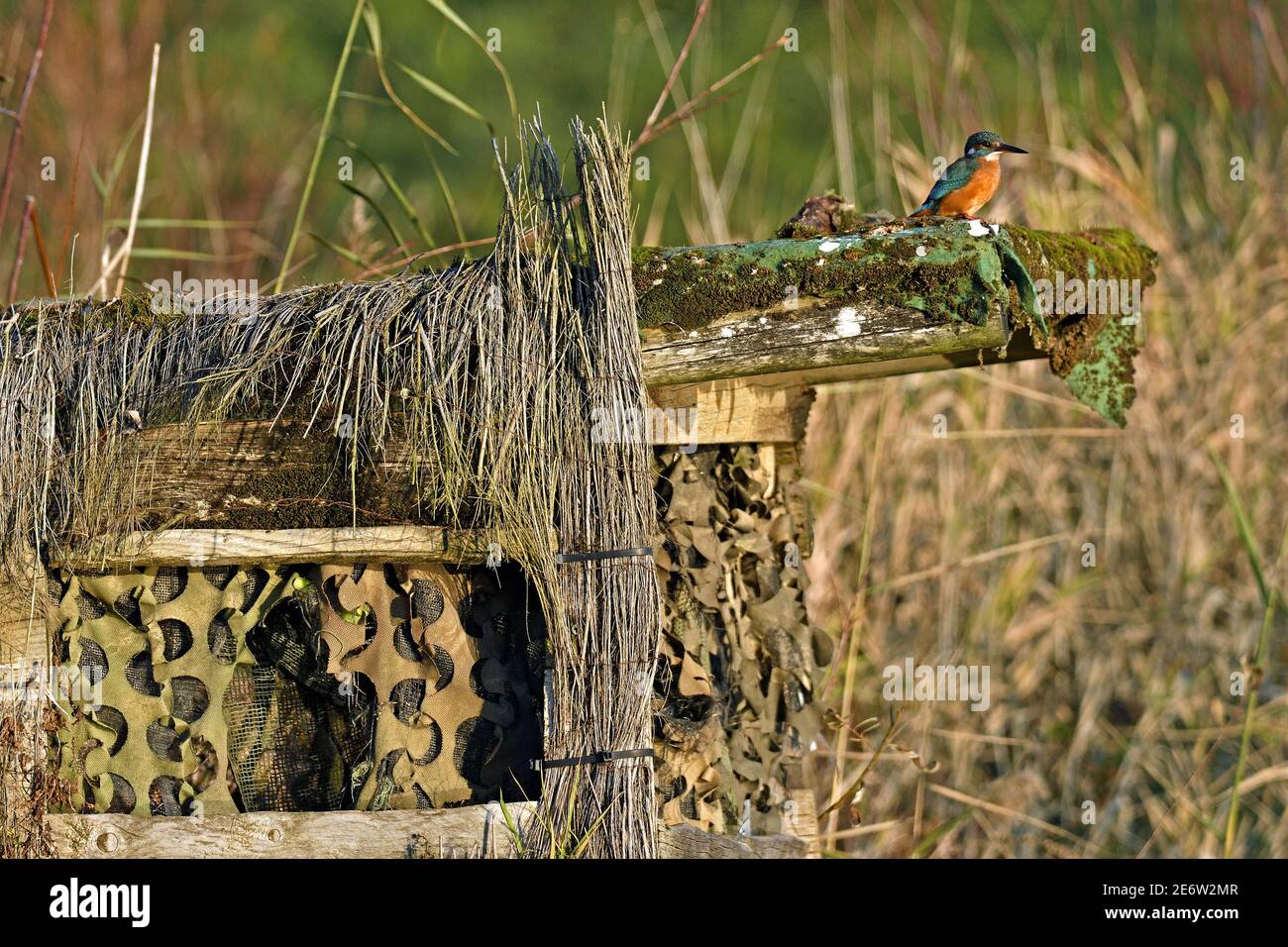 Francia, Doubs, uccello, animale selvatico, Coraciiforme, Kingfisher europeo (Alcedo atthis) arroccato su una foto di osservazione Foto Stock