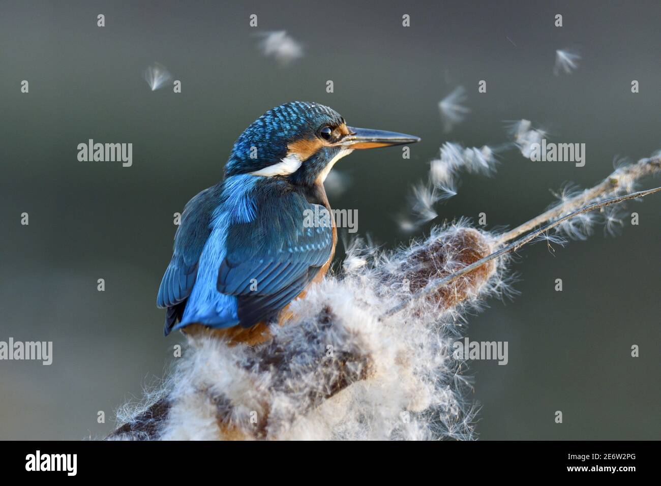Francia, Doubs, uccello, animale selvatico, Coraciiforme, Kingfisher europeo (Alcedo atthis) appollaiato su una canna seminata Foto Stock