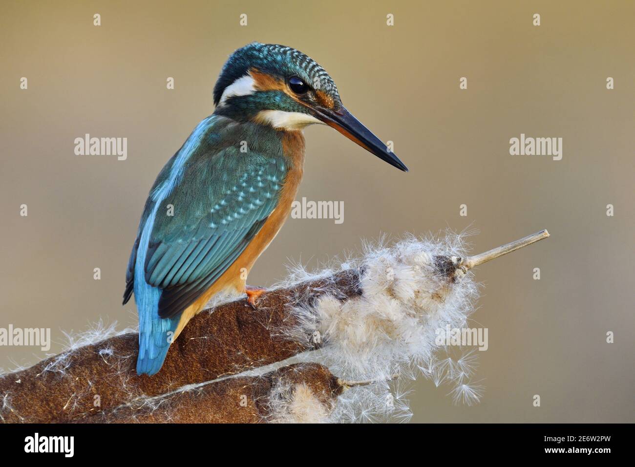 Francia, Doubs, uccello, animale selvatico, Coraciiforme, Kingfisher europeo (Alcedo atthis) appollaiato su una canna seminata Foto Stock