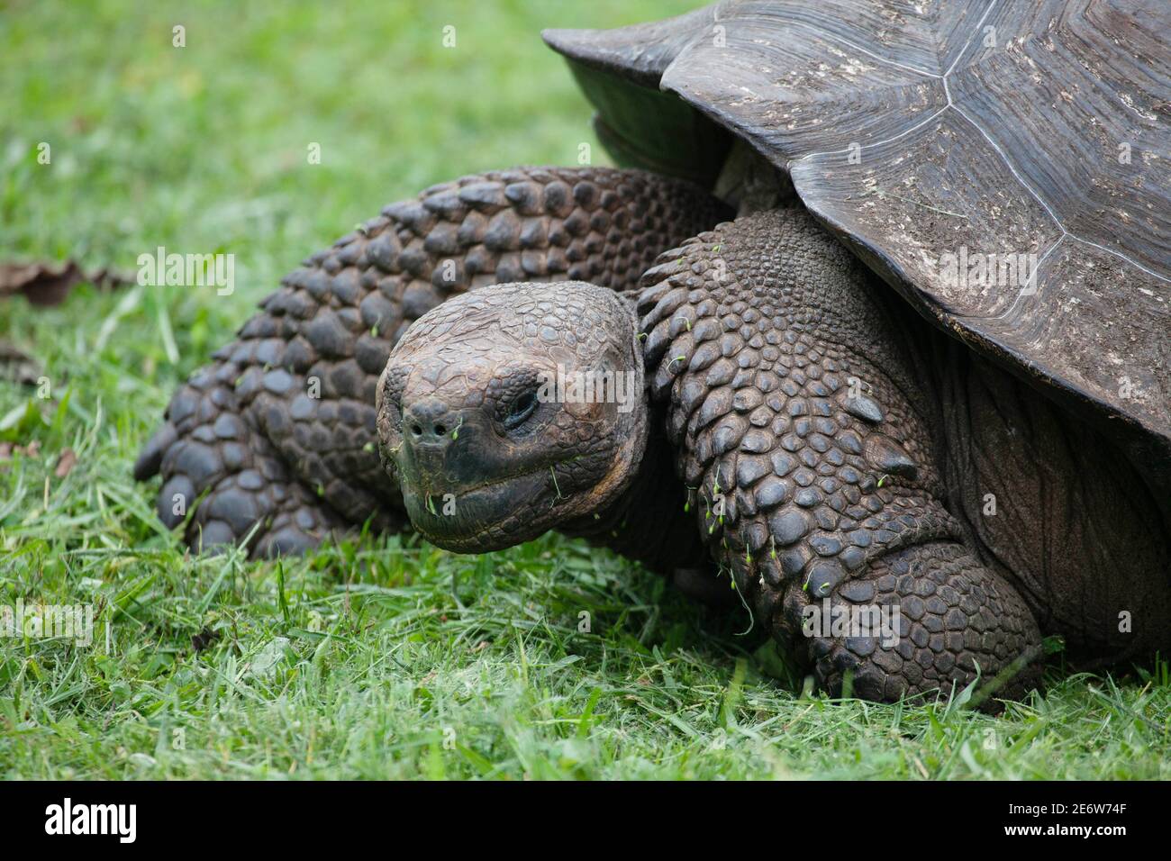 Una tartaruga Galapagos, Chelonoidis porteri, rilassante sull'erba Foto Stock