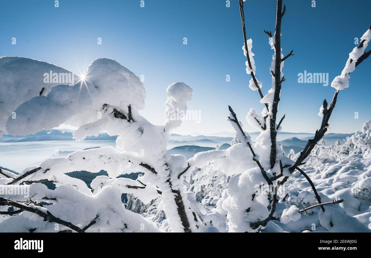 Splendido paesaggio invernale con alberi innevati. Foresta congelata in inverno. Alberi ricoperti di ghiaccio e neve in Scandinavia Foto Stock