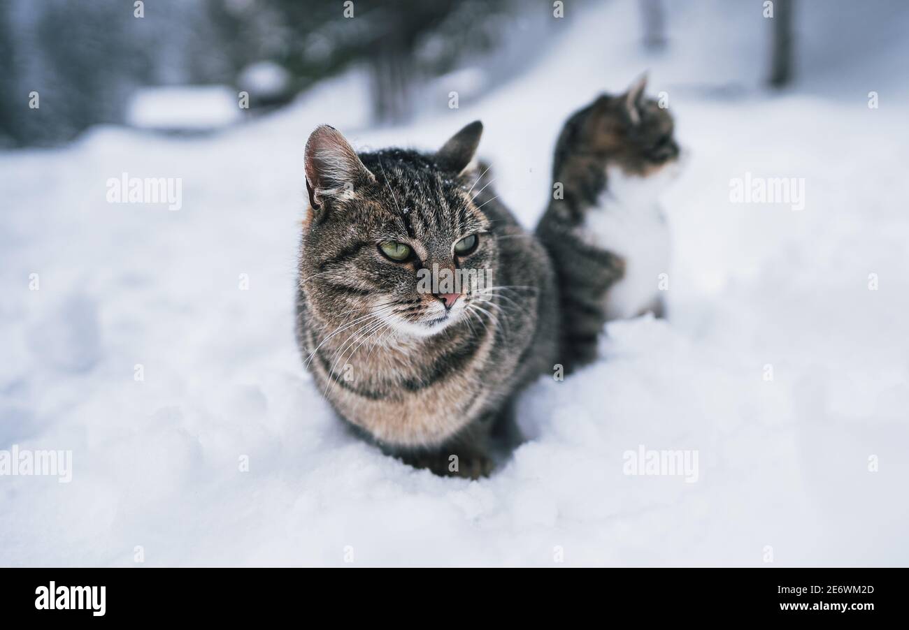 Carino gatto triste seduto nella neve profonda in bizzard. Messa a fuoco morbida Foto Stock