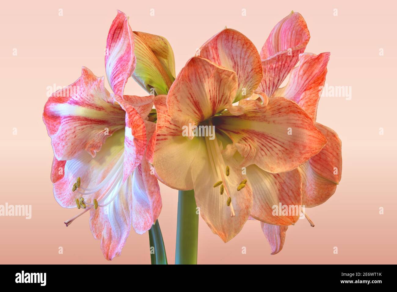 Primo piano di splendidi fiori di Amaryllis bianchi e rosa a forma di tromba isolati su uno sfondo graduato rosa chiaro. Foto Stock