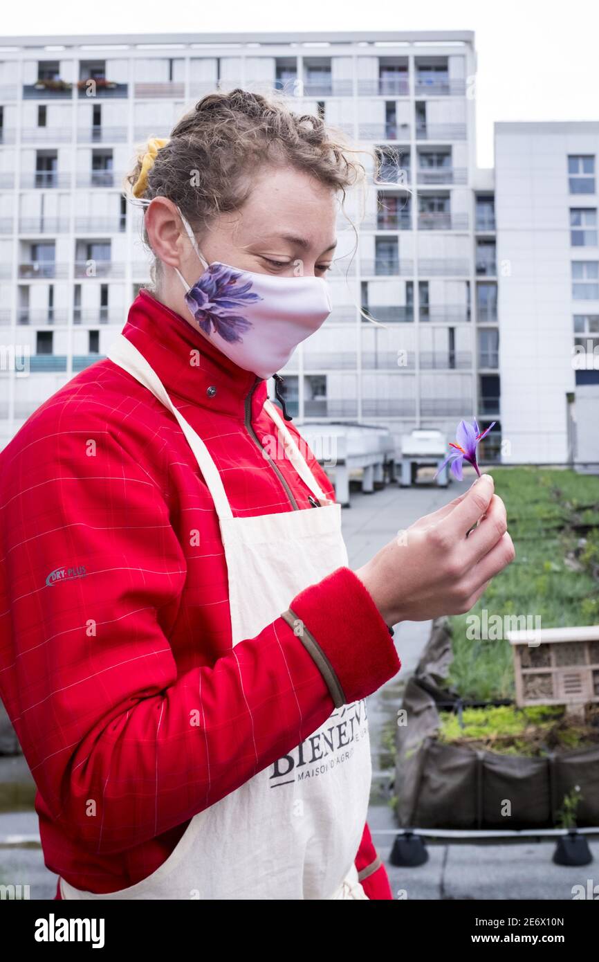 Francia, Parigi (75) piantagione di zafferano sui tetti di Parigi, azienda agricola urbana Bien ?lev?es fondata da 4 sorelle, Foto Stock