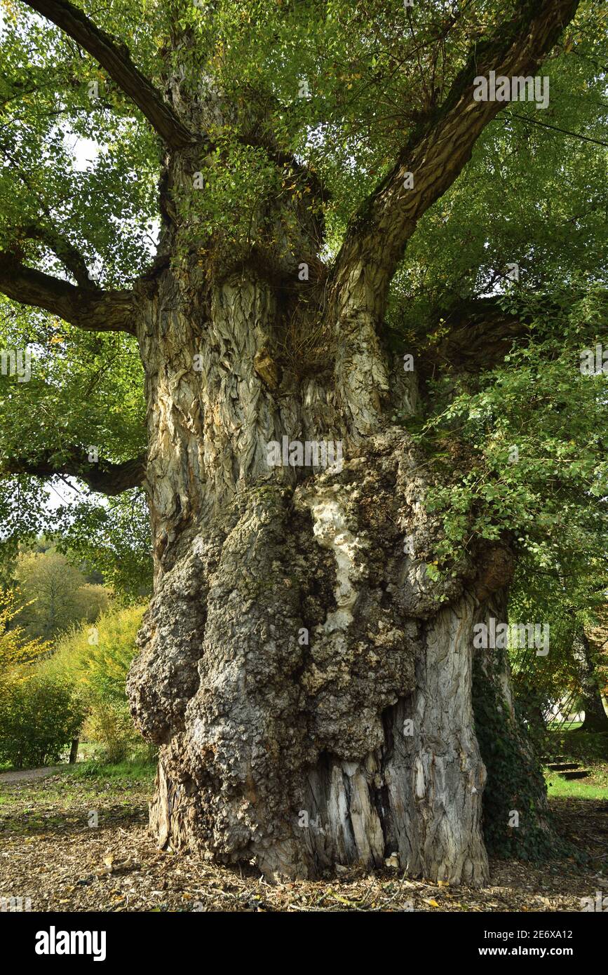 Francia, Dordogna, Brantome, Jardins de l'abbaye, peupier noir, vieux de 150 ans, au tronc d'environ 10 m de circonference classe Arbre rimarquable Foto Stock