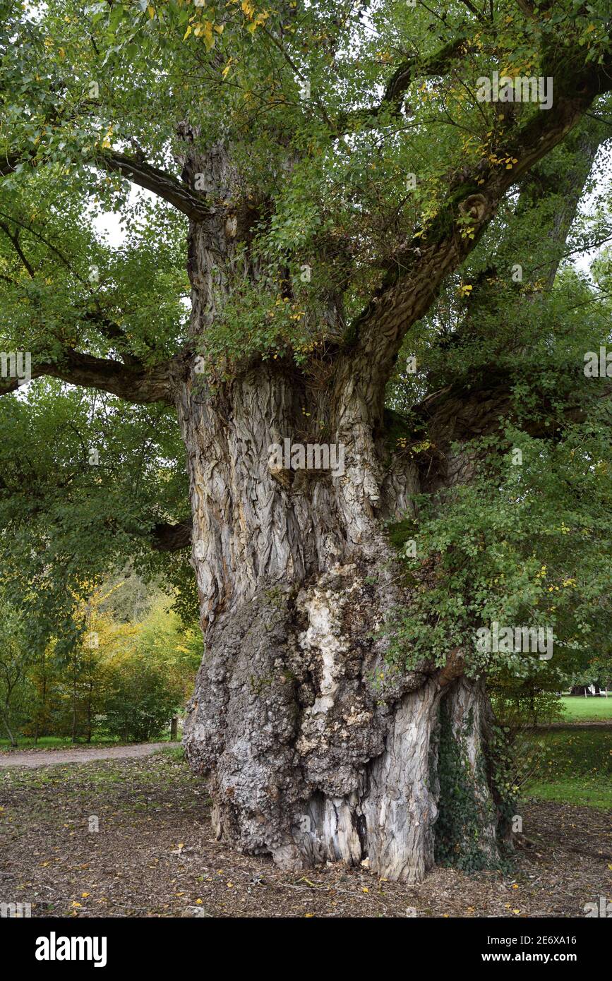 Francia, Dordogna, Brantome, Jardins de l'abbaye, peupier noir, vieux de 150 ans, au tronc d'environ 10 m de circonference classe Arbre rimarquable Foto Stock