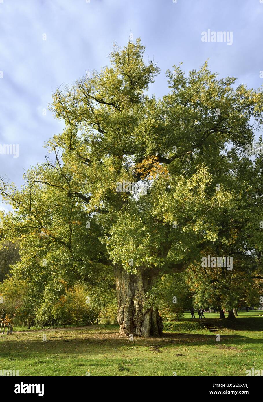 Francia, Dordogna, Brantome, Jardins de l'abbaye, peupier noir, vieux de 150 ans, au tronc d'environ 10 m de circonference classe Arbre rimarquable Foto Stock