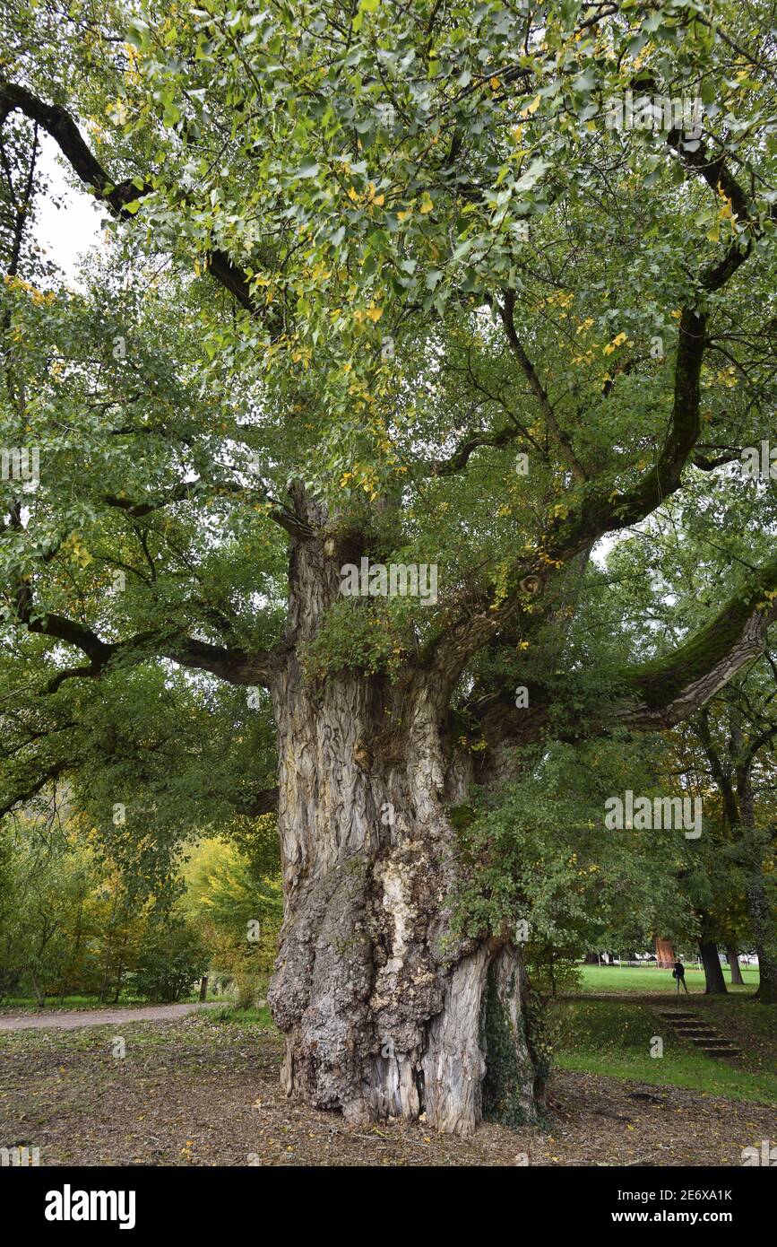 Francia, Dordogna, Brantome, Jardins de l'abbaye, peupier noir, vieux de 150 ans, au tronc d'environ 10 m de circonference classe Arbre rimarquable Foto Stock