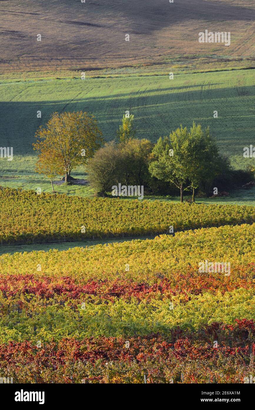 Francia, Tarn, Lisle sur Tarn, vigneti Gaillac in autunno Foto Stock